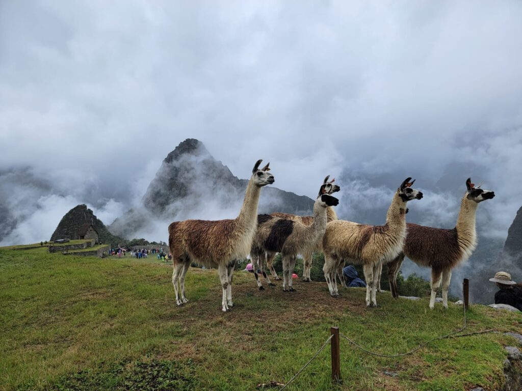Camelidos de la ciudadela de Machu Picchu